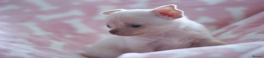 Chihuahua Puppy 4