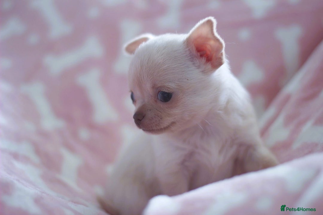 Chihuahua dogs for sale: Kc Registered Quality chihuahua puppies  - Image 13