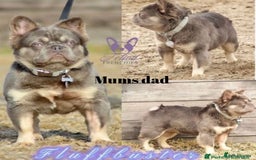 French Bulldog dogs for sale: Beautiful small build fluffy/fluffy carrier french - Image 33