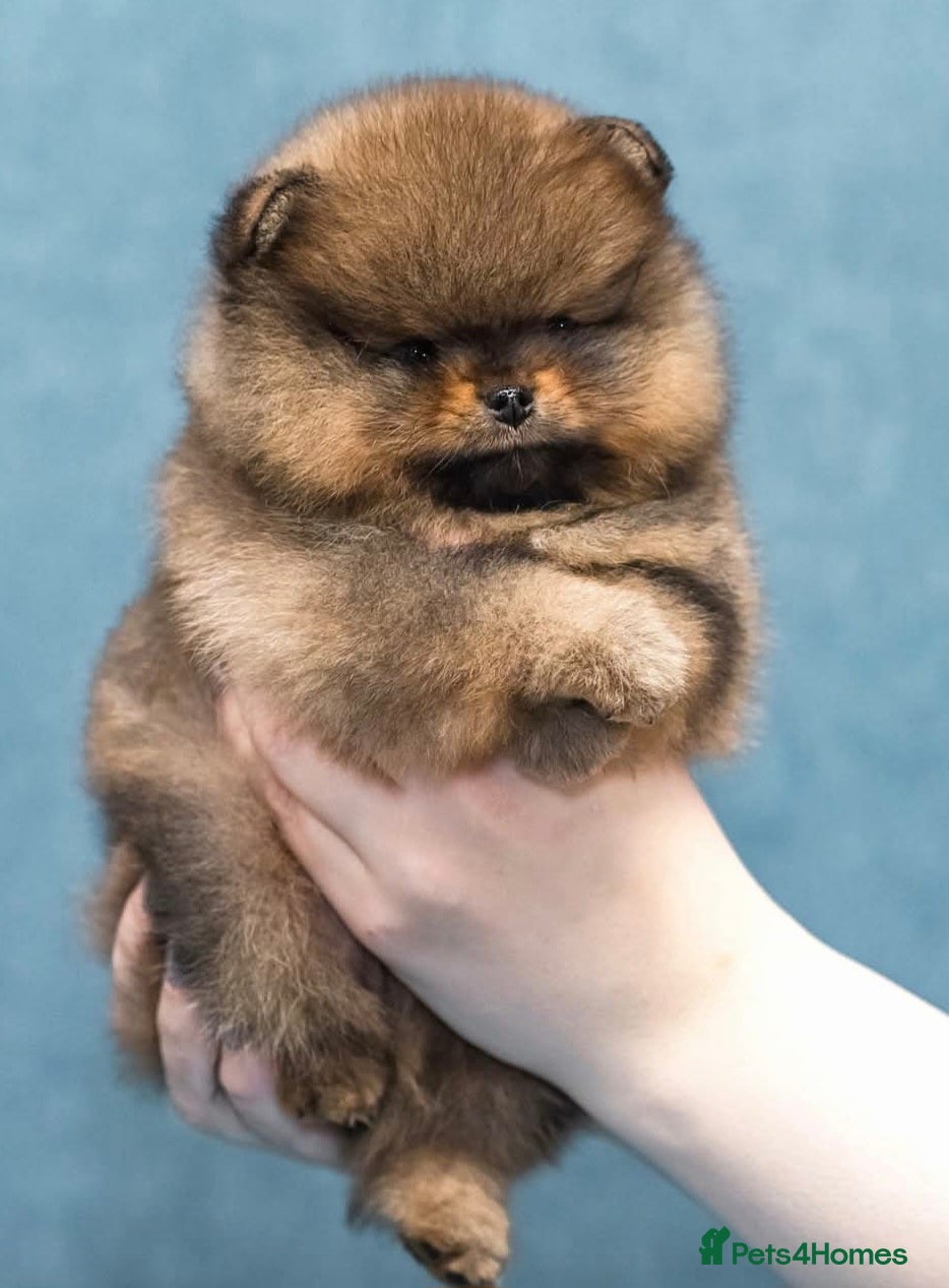 Pomeranian dogs Pomeranian tiny girl - Advert 2