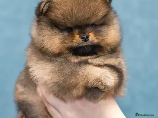 Pomeranian dogs Pomeranian tiny girl - Advert 2