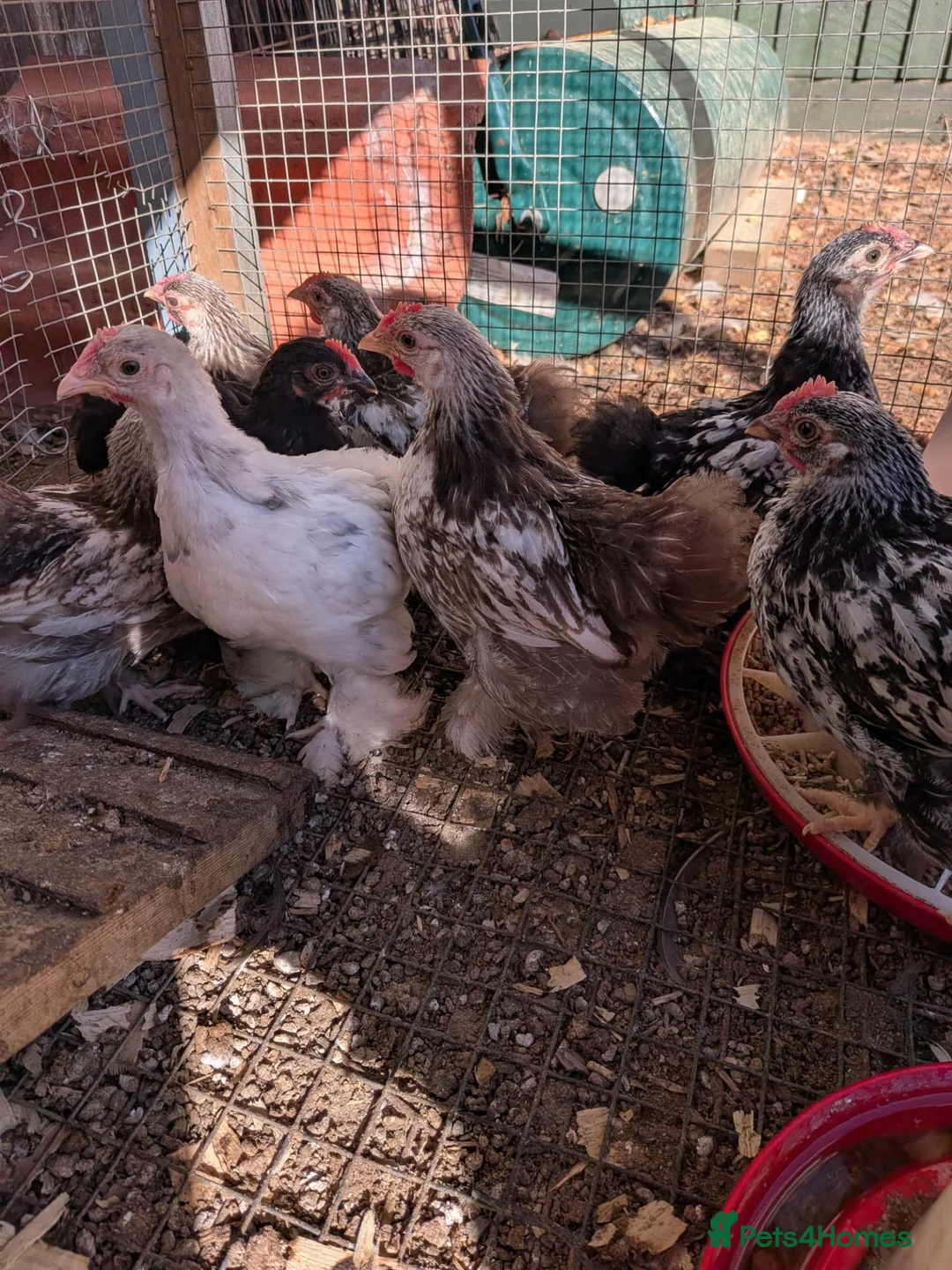 Chickens poultry for sale: Rare colour laced cockerels - free - Advert 24