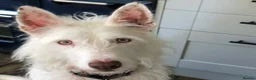 Ibizan Hound dogs for adoption: Babu - Spanish Podenco  in Doncaster - Advert 15