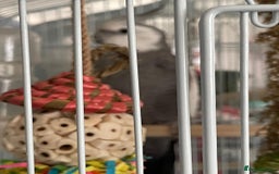 Cockatiels birds for sale: pair of cockatiels with cage and nestin box - Image 4