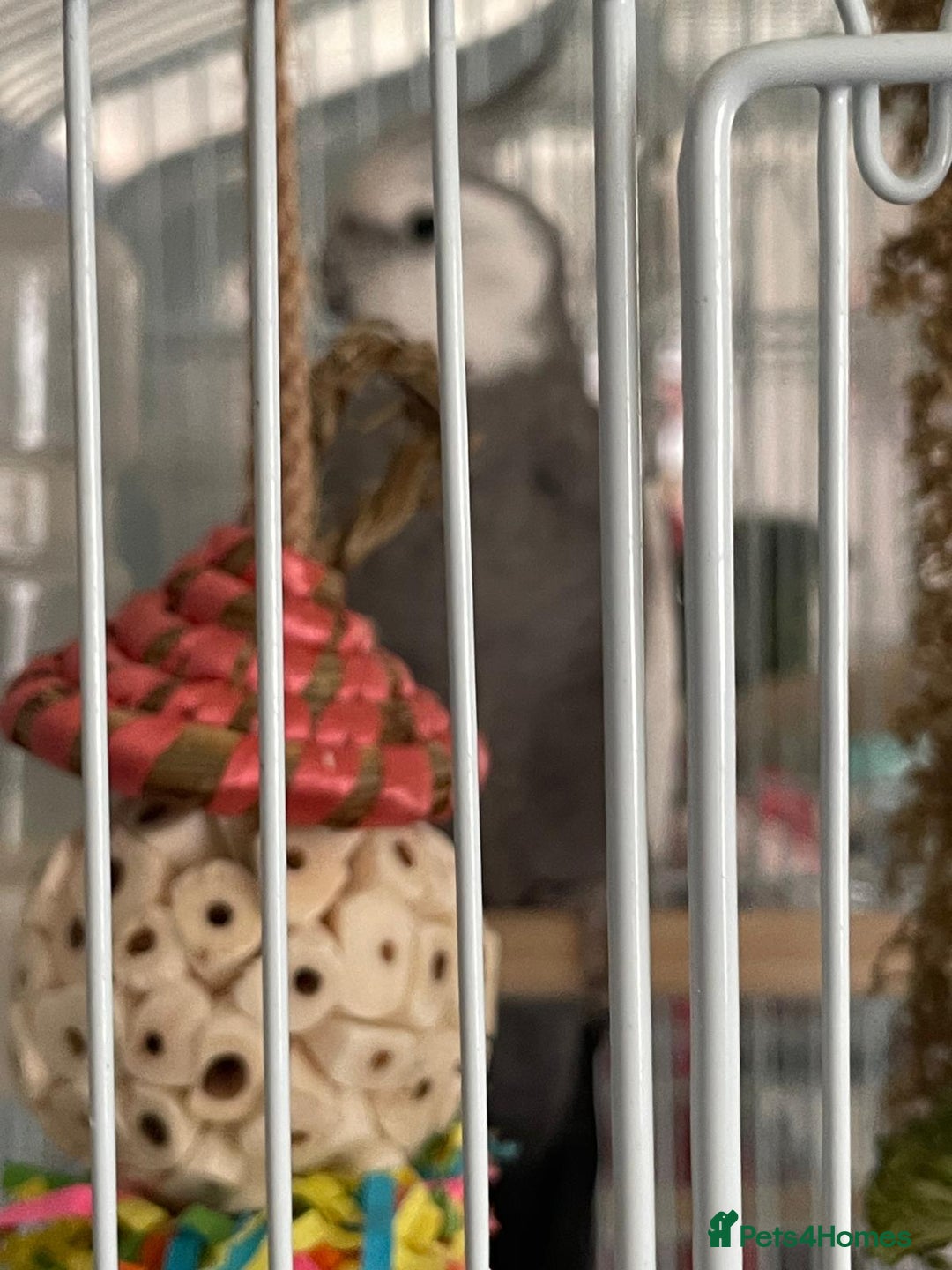 Cockatiels birds for sale: pair of cockatiels with cage and nestin box - Image 4