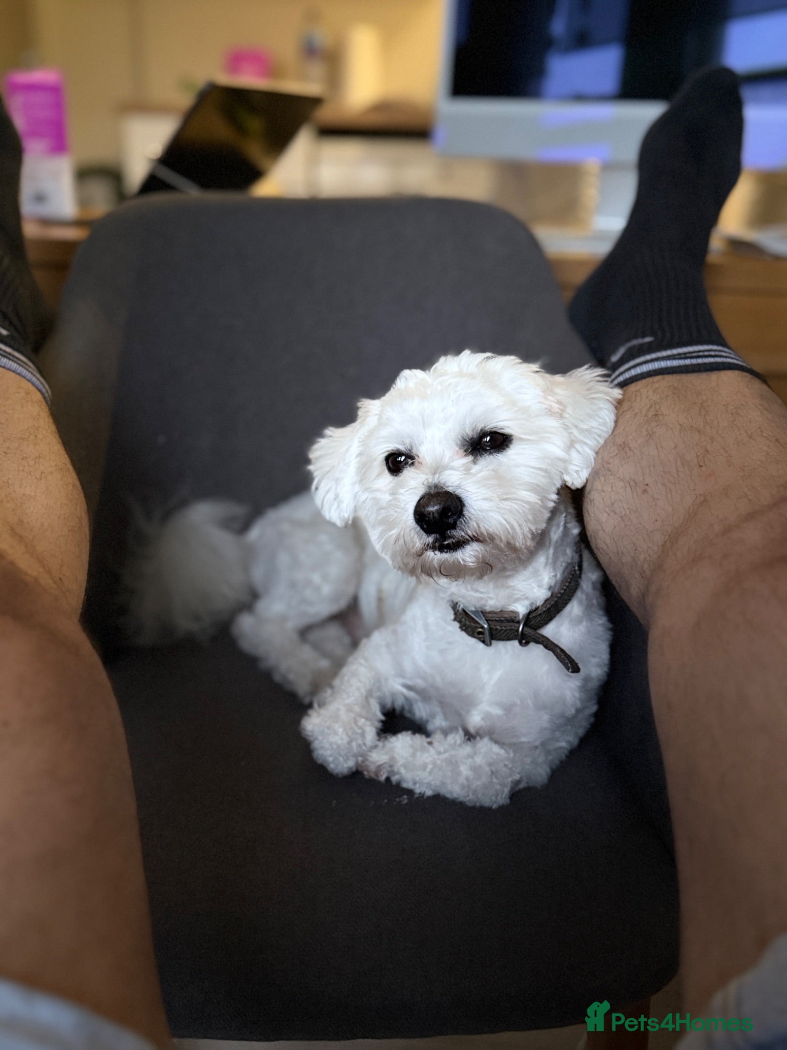 Bichon Frise dogs Mr MILE - Advert 2