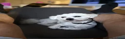 Bichon Frise dogs for stud: Mr MILE in London - Advert 2