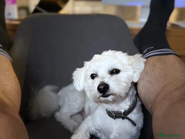 Bichon Frise dogs for stud: Mr MILE - Advert 2