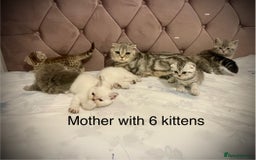 Scottish Fold cats for sale: Selling Adorable Scottish Fold & Straight Kittens - Image 21