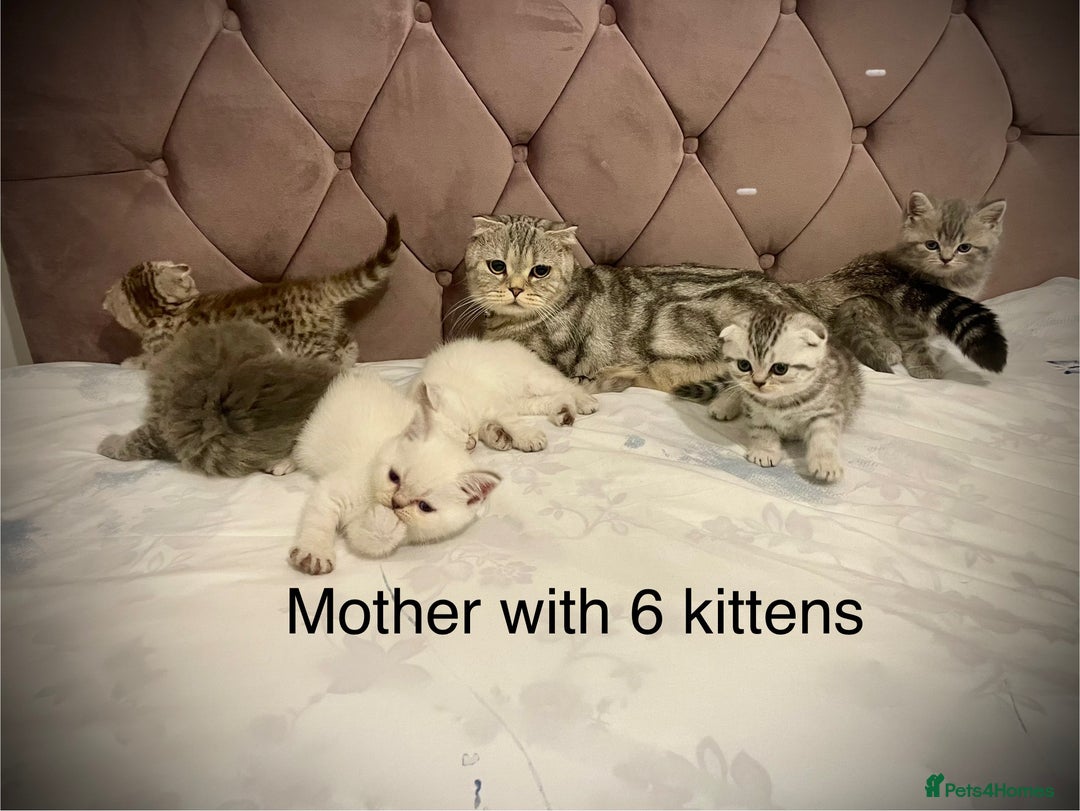 Scottish Fold cats for sale: Selling Adorable Scottish Fold & Straight Kittens - Image 21