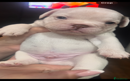 French Bulldog dogs for sale: Beautiful chunky Frenchie pups - Image 11