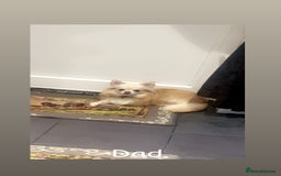 Chihuahua dogs for sale: Perfect chihuahua puppies 🩷💙 - Image 10