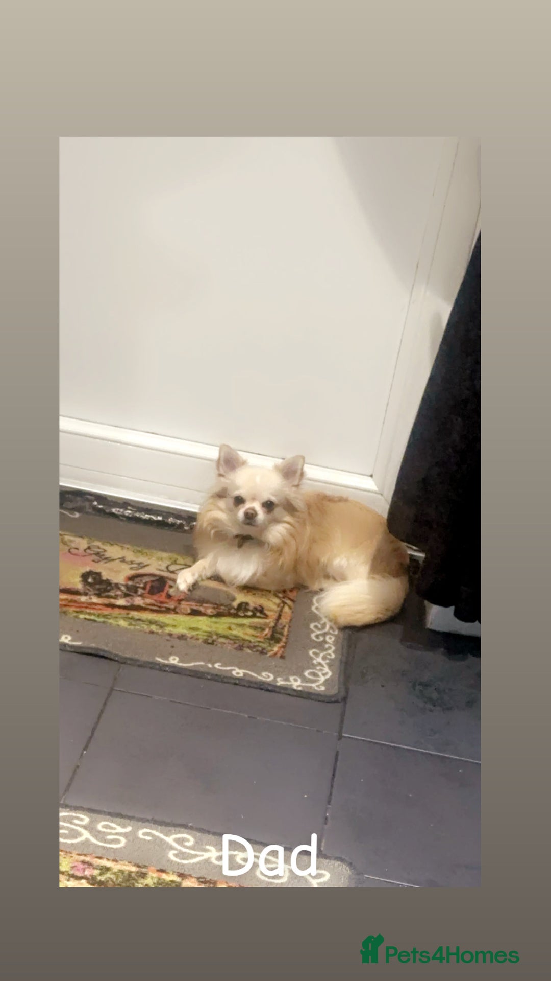 Chihuahua dogs for sale: Perfect chihuahua puppies 🩷💙 - Image 10