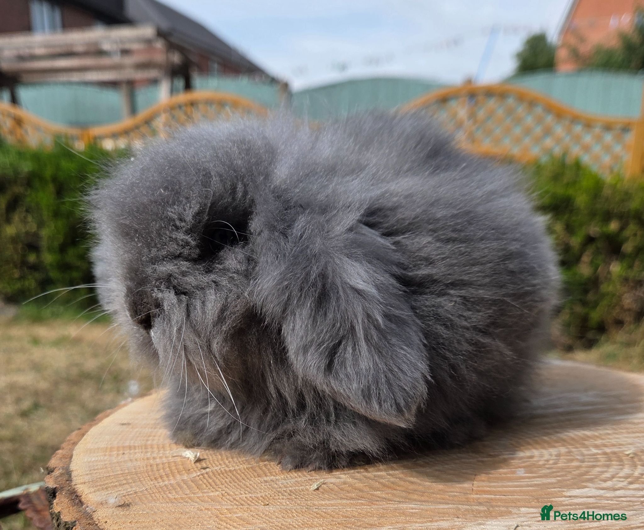 Angora rabbits Teddywidders ready to go now  - Advert 4