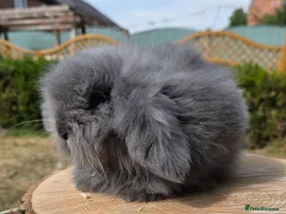 Angora rabbits Teddywidders ready to go now - Advert 4