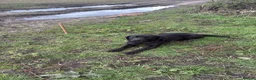 Labrador Retriever dogs for sale: 3 year old lab bitch  - Advert 6