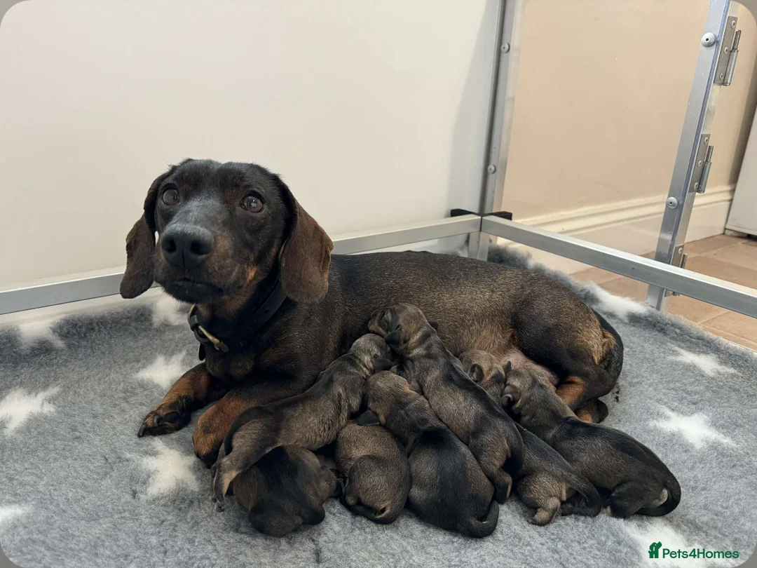 Dachshund dogs for stud: CHAMPION LINES 0% COI WIREHAIRED DACHSHUND STUD  in Stockton-on-Tees - Advert 18