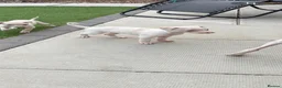 Italian Greyhound dogs for sale: Italian greyhound puppies  - Advert 5
