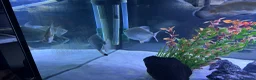 Other/Mixed Breed fish for sale: Silver dollars  - Advert 2