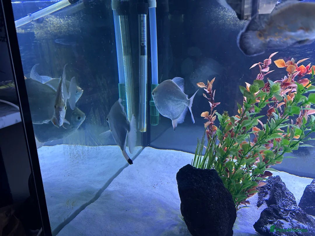 Other/Mixed Breed fish for sale: Silver dollars  - Advert 2