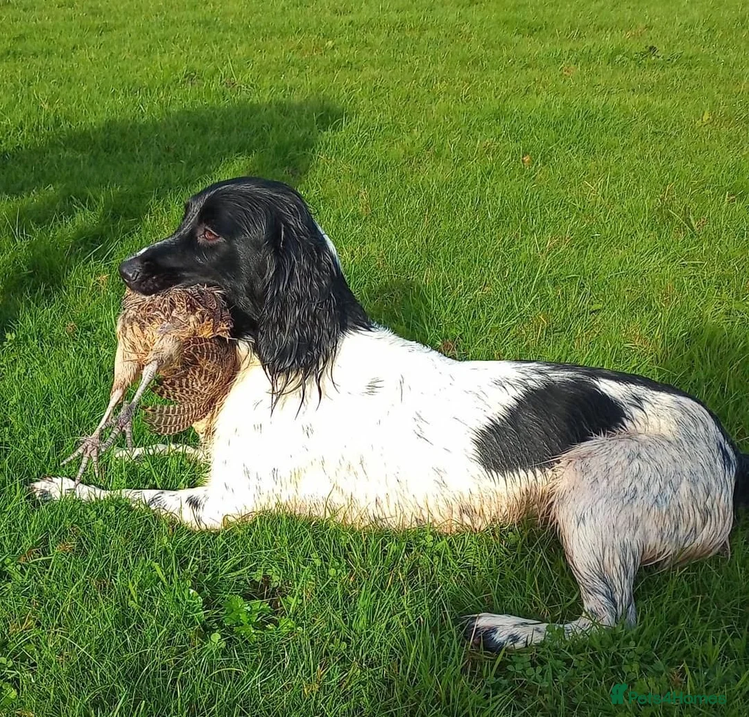 English Springer Spaniel dogs for sale: Stunning litter of English Springer Spaniels  - Advert 17