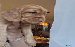 Cocker Spaniel dogs for sale: Beautiful and sweet puppy😊 - Image 6