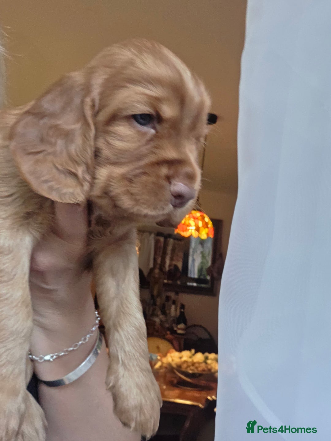 Cocker Spaniel dogs for sale: Beautiful and sweet puppy😊 - Image 6