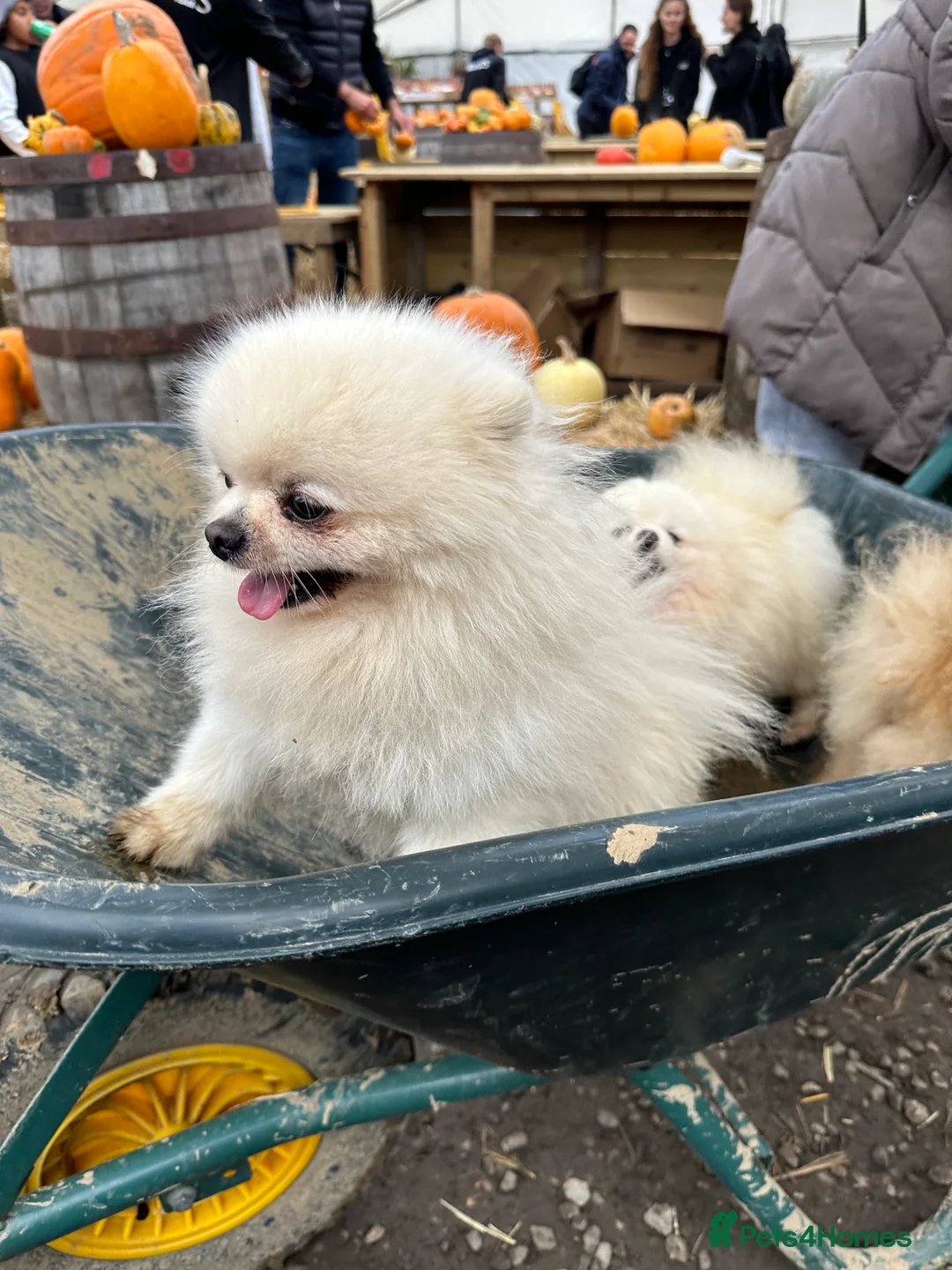 Pomeranian dogs for stud: Kc pure white 1.2 kg Pomeranian stud in Reigate - Advert 18