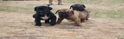 Presa Canario dogs for sale: World class presa canarios  - Advert 26
