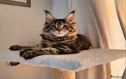 Maine Coon cats for sale: Lintons Pride Maine Coon Kittens. Ready Now - Image 5