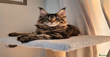 Maine Coon cats - Advert 14