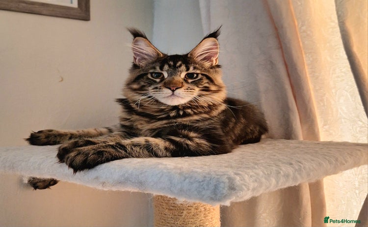 Maine Coon cats - Advert 7