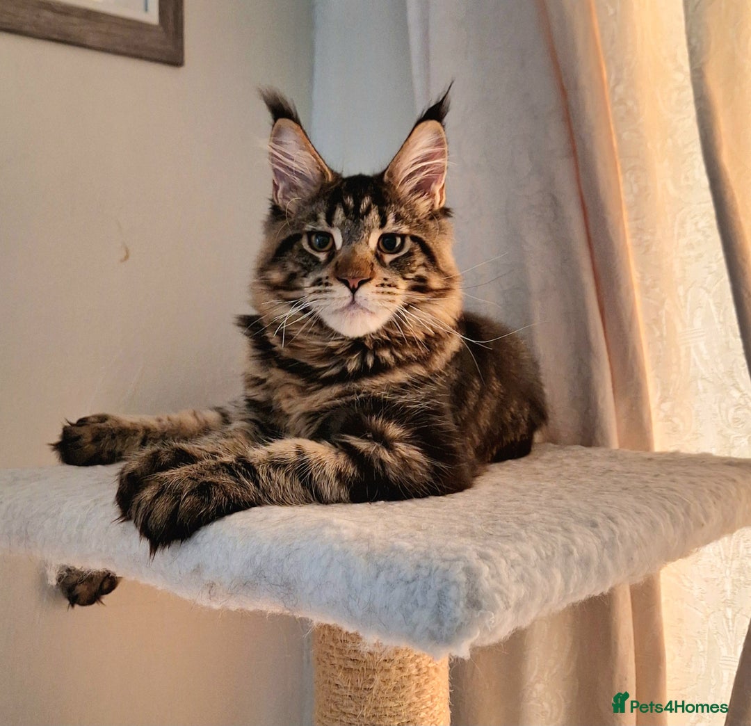 Maine Coon cats for sale: Lintons Pride Maine Coon Kittens. Ready Now - Image 5