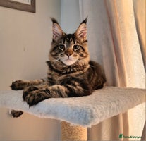 Maine Coon cats - Advert 10