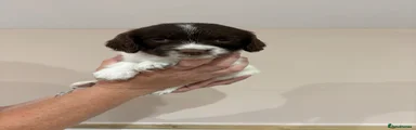 English Springer Spaniel 4