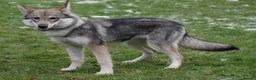 Tamaskan dogs for sale: TAMASKAN PUPPIES PEDIGREE, REGISTERED AND EMBARKED - Advert 9