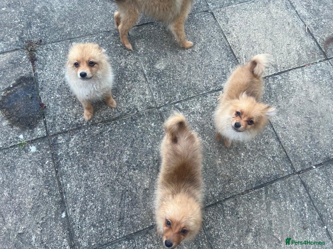 German Spitz dogs for sale: 4x Beautiful German Spitz Pomeranian Puppies  - Image 34