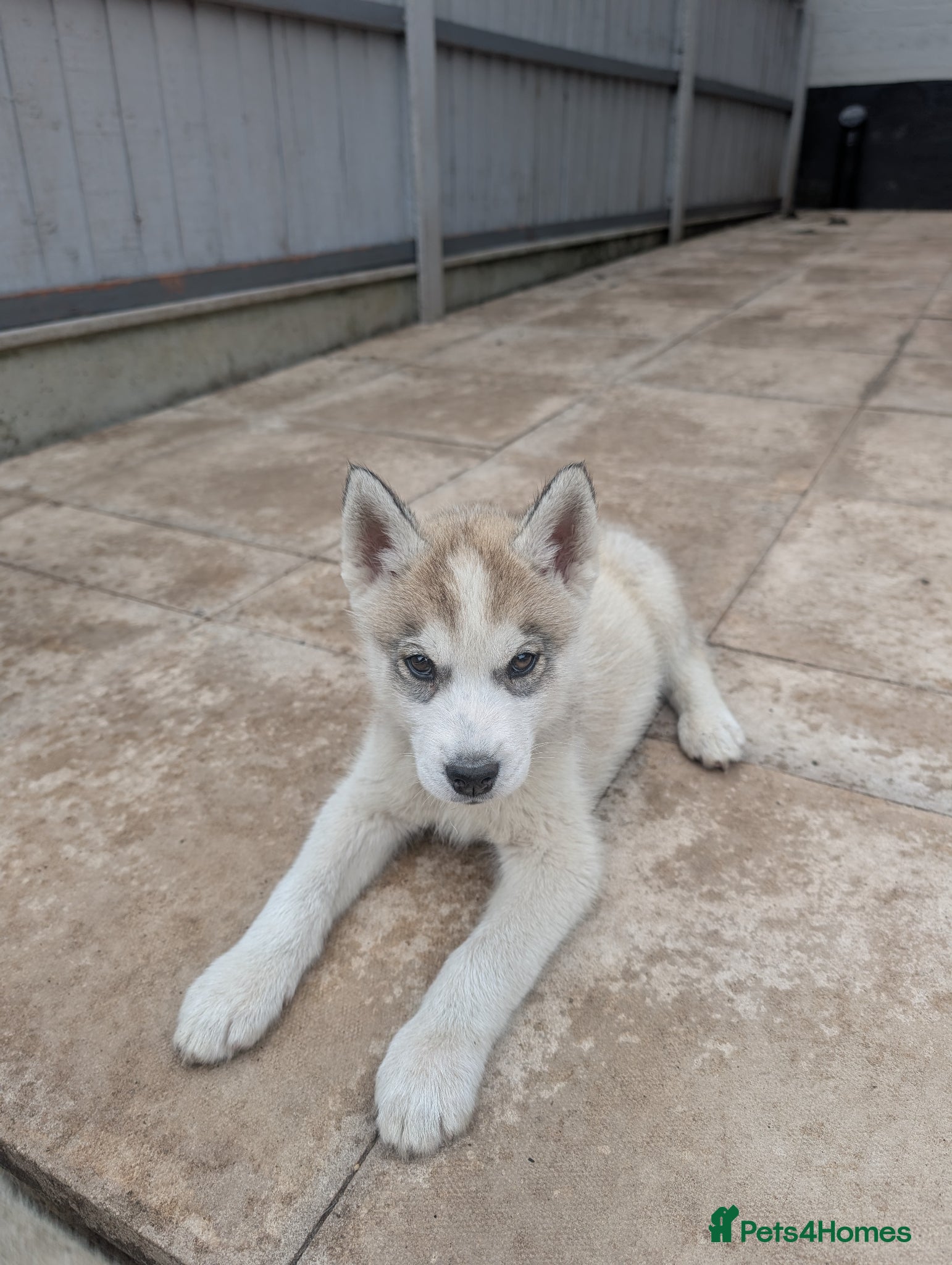 Siberian Husky dogs for sale: Siberian Husky puppies - Advert 20