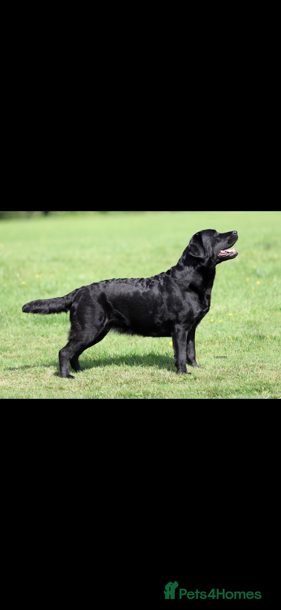 Labrador Retriever dogs Labrador puppies - Advert 2