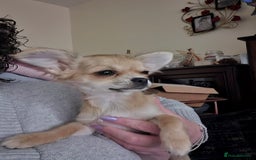 Chihuahua dogs for sale: Long haired chihuahua  - Image 3
