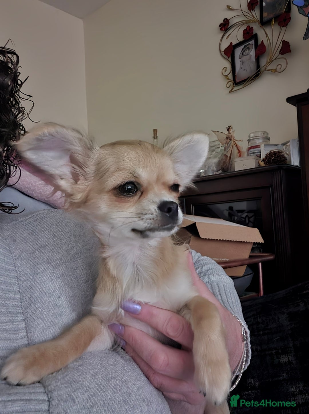 Chihuahua dogs for sale: Long haired chihuahua  - Image 3