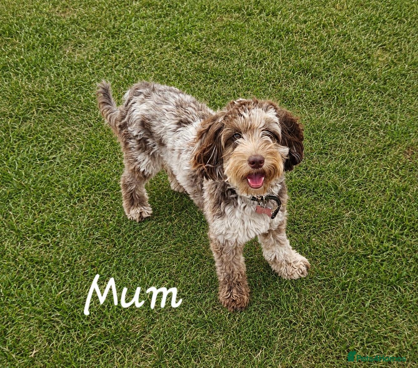 Cockapoo dogs F1b Cockapoo's chocolate and tan boys - Advert 1