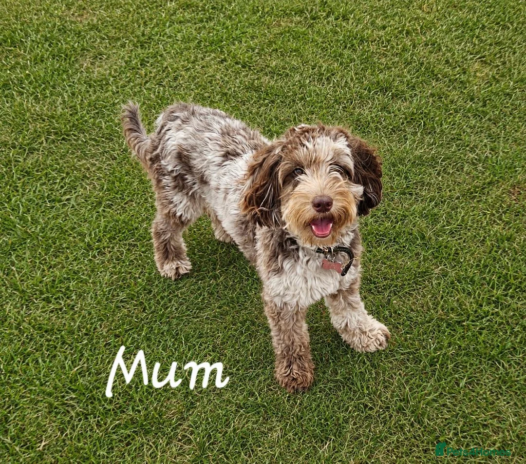 Cockapoo dogs for sale: F1b Cockapoo's chocolate and tan boys - Advert 1