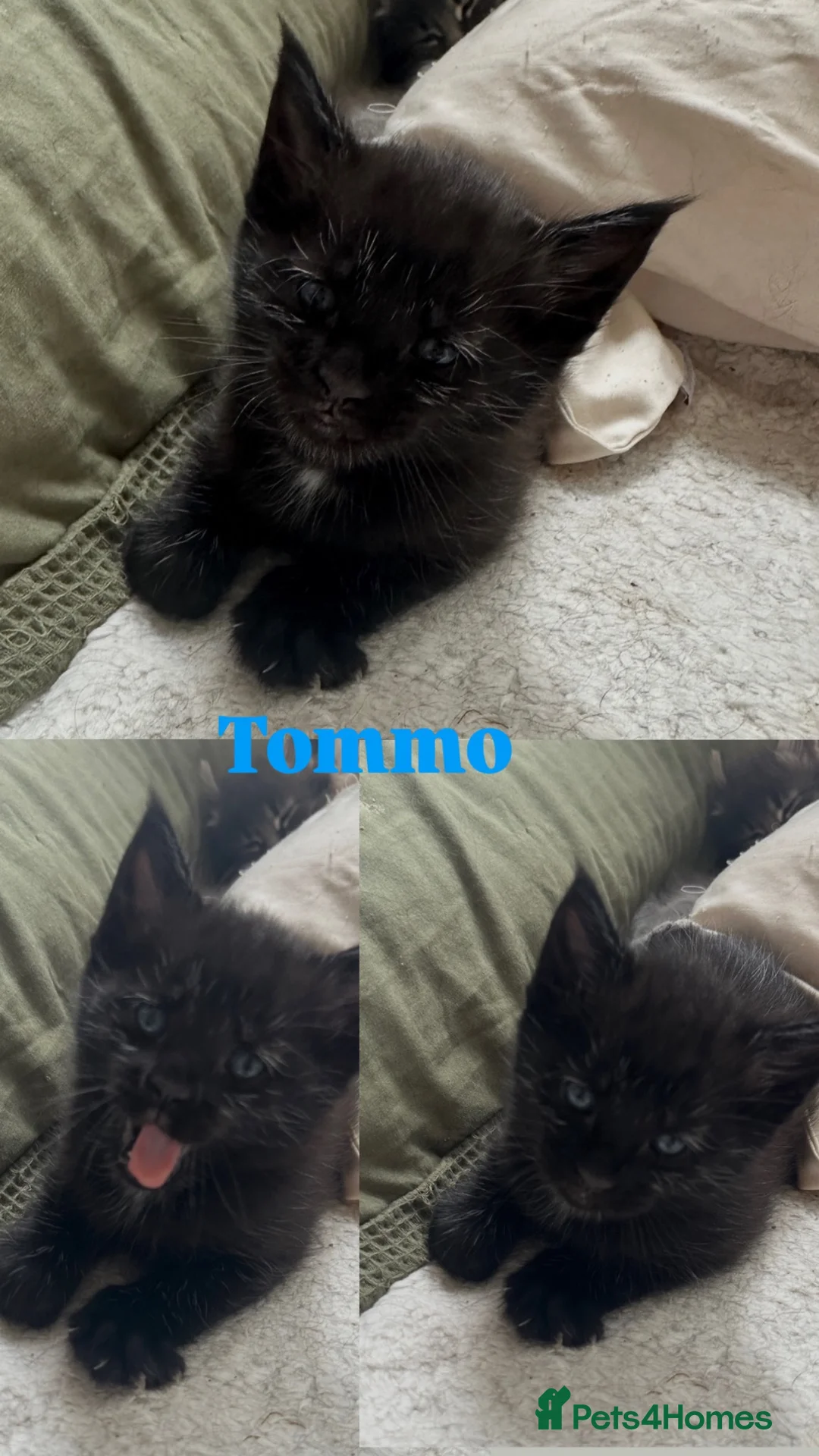 Maine Coon cats for sale: Mixed mane coon kittens  in Loughborough - Advert 2