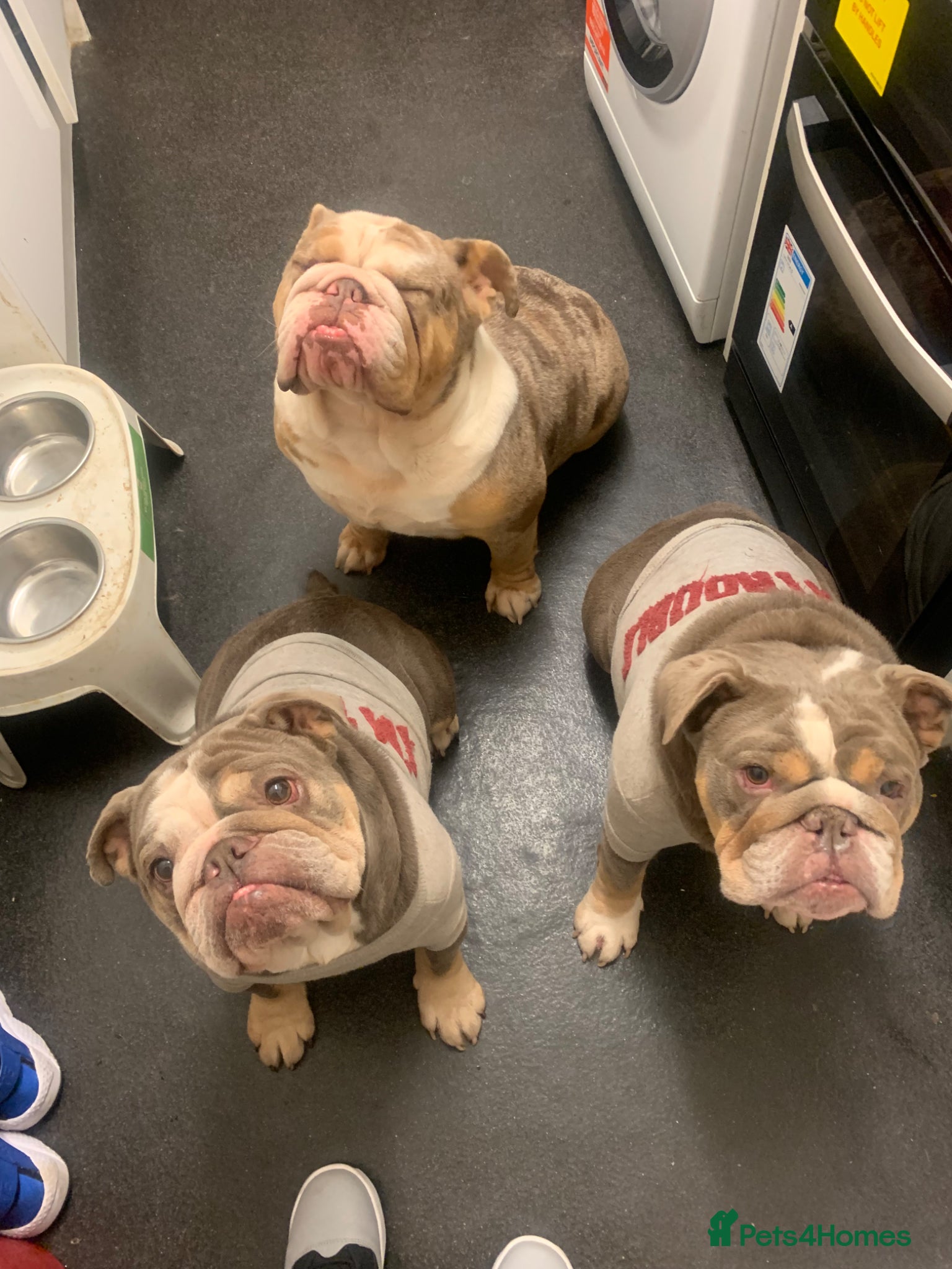 English Bulldog dogs for sale: Reduced Adult Female English bulldog  - Advert 3