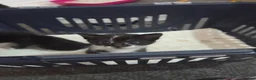 Mixed Breed cats for sale: I have three cute kittens that are girls. - Advert 3
