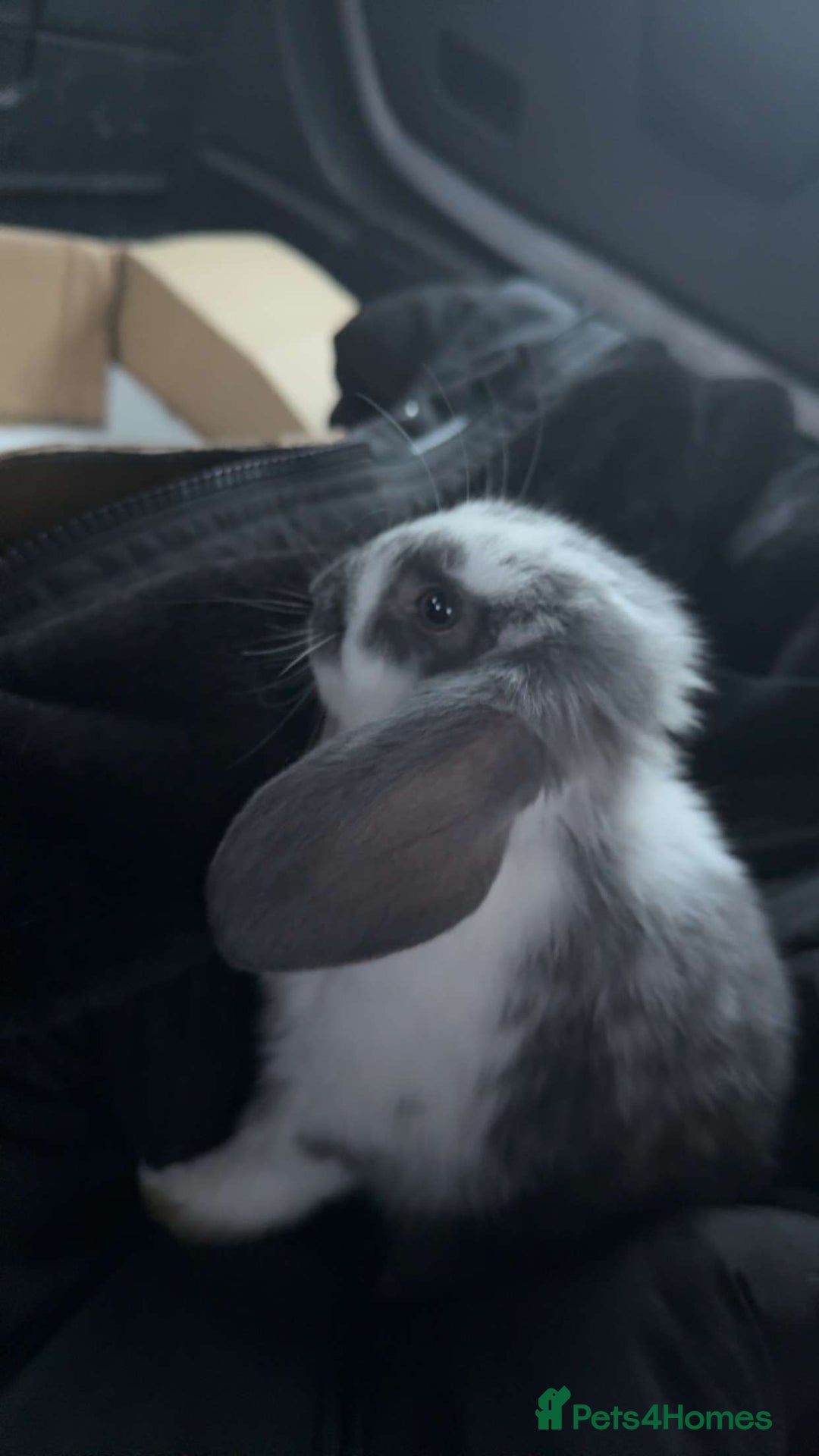 Dwarf Lop rabbits for sale: 3x rabbits Mum dad baby  - Advert 2