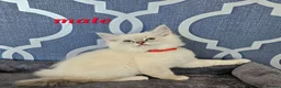 Ragdoll cats for sale: READY NOW GCCF registered kittens  - Advert 2