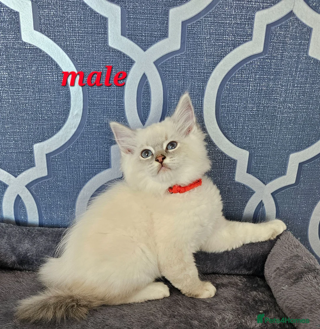 Ragdoll cats for sale: READY NOW GCCF registered kittens  - Advert 2