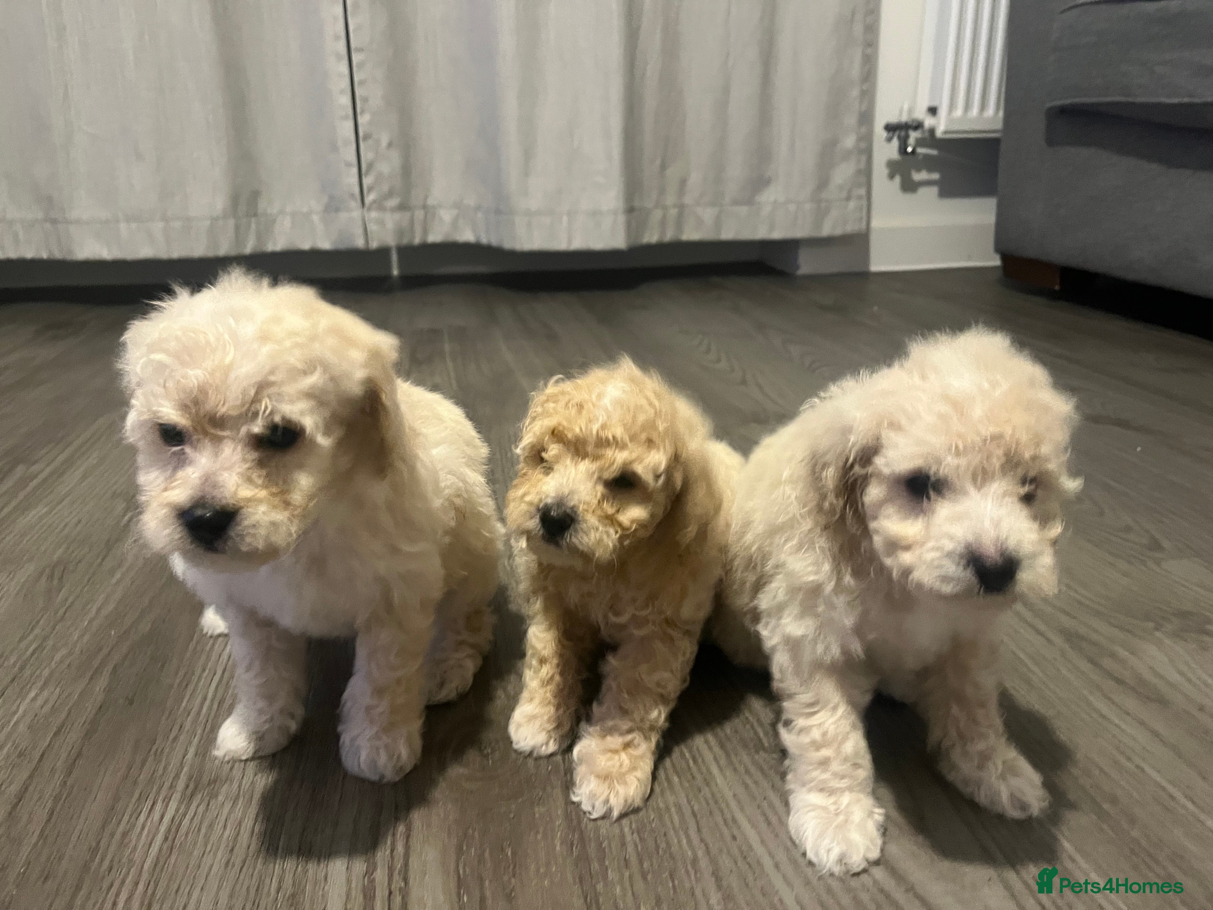 Cavapoo dogs 3 beautiful Cavopoo males 🐶 - Advert 9